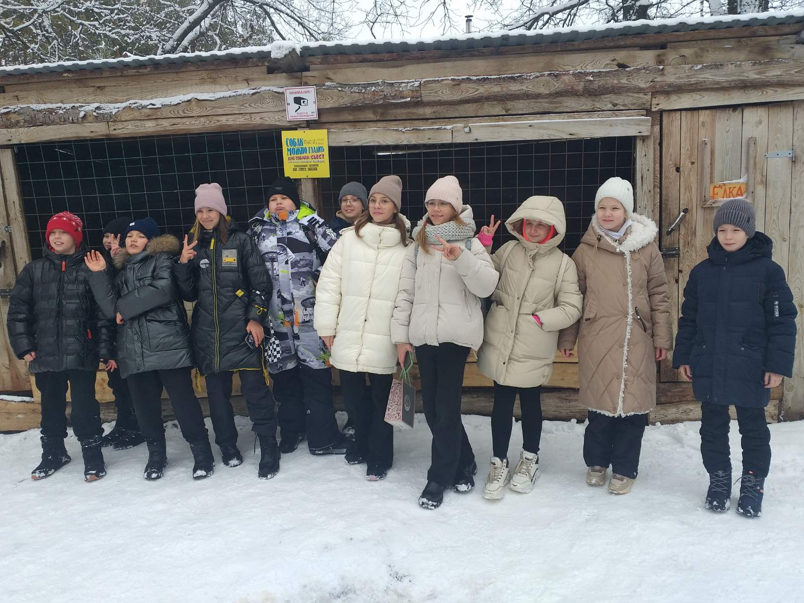 В гостях у хаски.